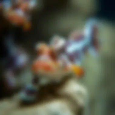 Magnificent The Sleeper Banded Goby: An In-Depth Exploration