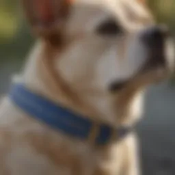 Detailed view of Adams Flea and Tick Collar highlighting its active ingredients