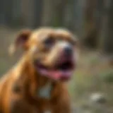 A Pitbull showing calm body language during training
