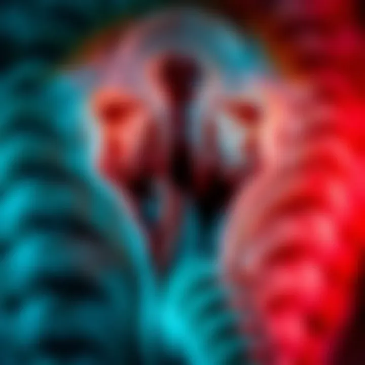 Close-up of a cat's bladder anatomy