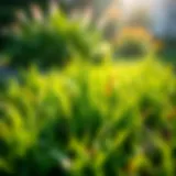 Healthy grass thriving in a lawn environment