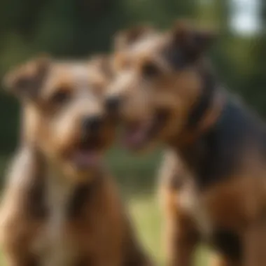 Airdale Terrier enjoying a playful social interaction