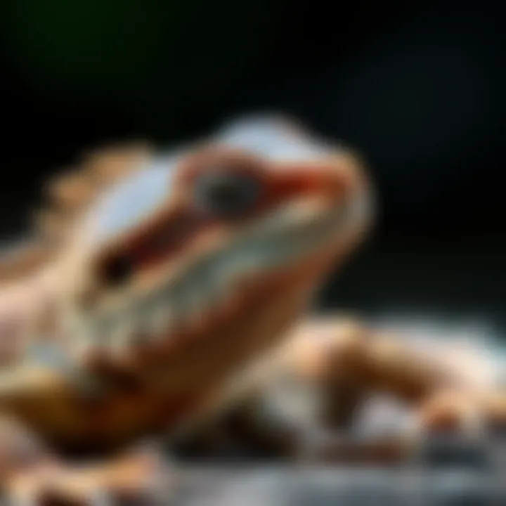 Unique Features of the Amazon Bearded Dragon Close-up of Amazon Bearded Dragon's unique features