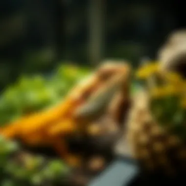 Healthy Amazon Bearded Dragon in a Terrarium Healthy Amazon Bearded Dragon in a terrarium