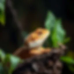 Amazon Bearded Dragon in natural habitat