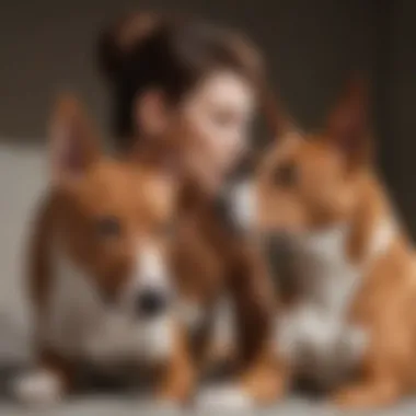 Basenji receiving affection from its owner