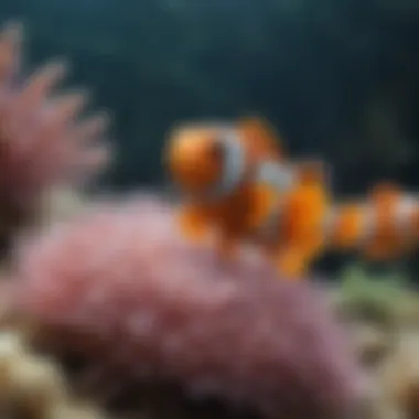 Beautiful anemone hosting clownfish in a saltwater tank