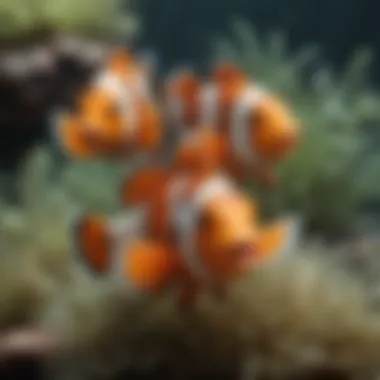 Beautiful Clownfish Pair in Seaweed