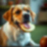 A dog enjoying a slice of apple