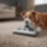 High-performance steam carpet cleaner designed for pet hair removal