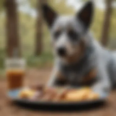 Balanced Meal for an Active Blue Heeler A Blue Heeler enjoying a balanced meal outdoors, showcasing the importance of a proper diet in an active lifestyle.