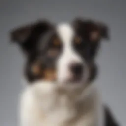 Majestic Border Collie Tricolor Puppy showcasing its unique coat pattern
