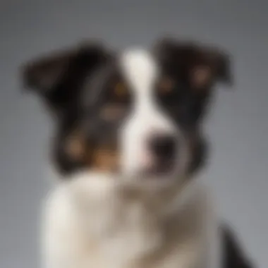 Majestic Border Collie Tricolor Puppy showcasing its unique coat pattern