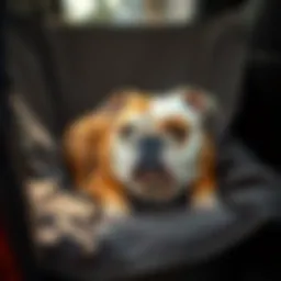 A bulldog comfortably resting on a car seat cover designed for pets.