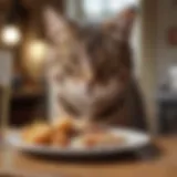 Curious cat inspecting a meal