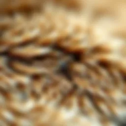 Close-up of a cat with a tick on its fur