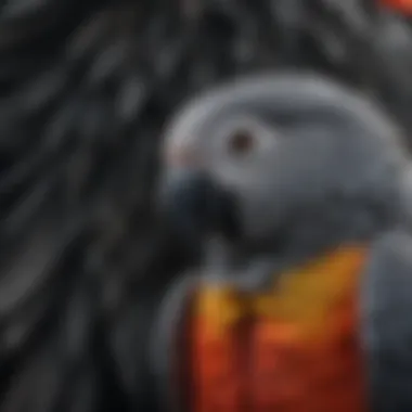 Exquisite Plumage of African Grey Parrot Close-up of African Grey Parrot feathers showcasing vibrant colors