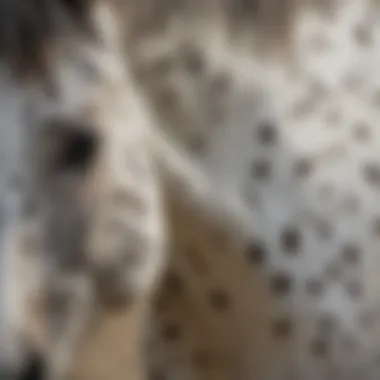 Close-up of Appaloosa horse's unique spotted coat pattern