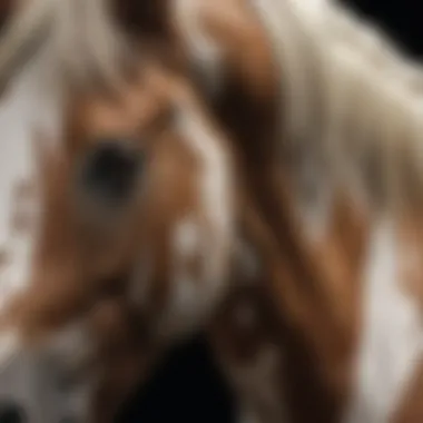 Intricate Patterns of a Paint Stallion Close-Up of Paint Stallion's Unique Markings