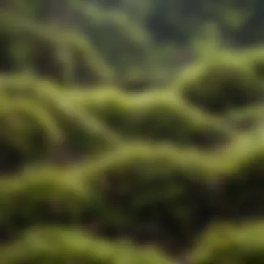 Close-up of Sphagnum Moss for Snakes