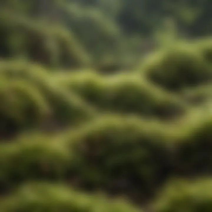 Close-up of Sphagnum Moss for Snakes