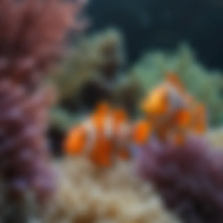 Exotic Anemone and Clownfish Interaction