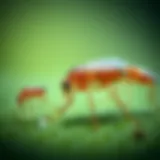 Lifecycle stages of a flea