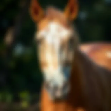 Understanding Equine Dermatology: Conditions to Recognize Visual representation of common horse skin conditions