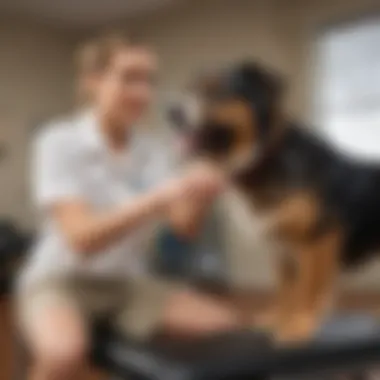 Pet receiving physical therapy for back leg muscle