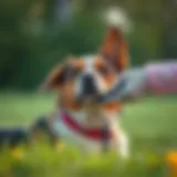 Heartworm Prevention for Dogs Illustration of a dog receiving heartworm prevention treatment