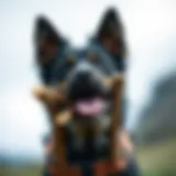Natural bully sticks for dogs