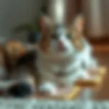 Cats using wee wee pads indoors