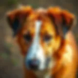 Natural Ingredients in Nutri Vet Skin and Coat Solutions Nutri Vet product with natural ingredients