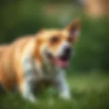 Topical Treatment for Flea and Tick Prevention Topical flea and tick treatment for dogs