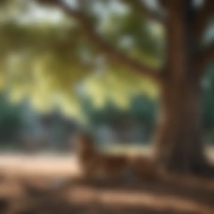 Dog relaxing under a shaded tree