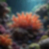 Beautiful Coral Reef in a Saltwater Tank