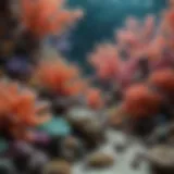 Beautiful Coral Reef in Saltwater Tank