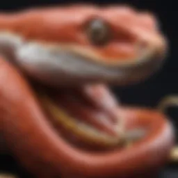 Corn Snake Digestive System Anatomy