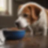 Dog enjoying a bowl of premium dog food