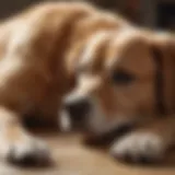 Curious dog receiving a belly rub