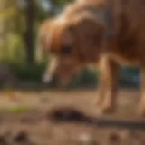 Curious dog sniffing feces