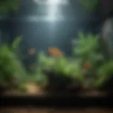 Cycling a Fish Tank - Establishing Nitrogen Cycle