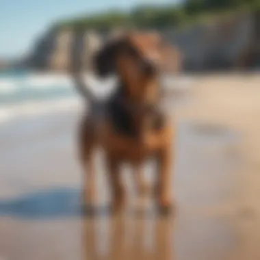 Dachshund enjoying a leisurely walk on a beach