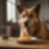 Dog with empty food bowl