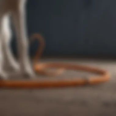 Close-up of a durable and reliable long leash for pets