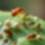 Understanding the Lifecycle of Fleas Lifecycle stages of fleas showcasing eggs, larvae, and adults