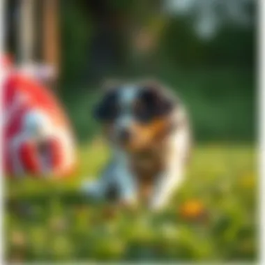 Commercial skunk odor removal products