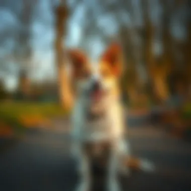 A dog enjoying a peaceful park environment