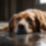 A dog lying on a cool surface to alleviate heat