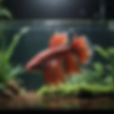 Optimal Filtration Performance Filter system working efficiently in a betta fish tank